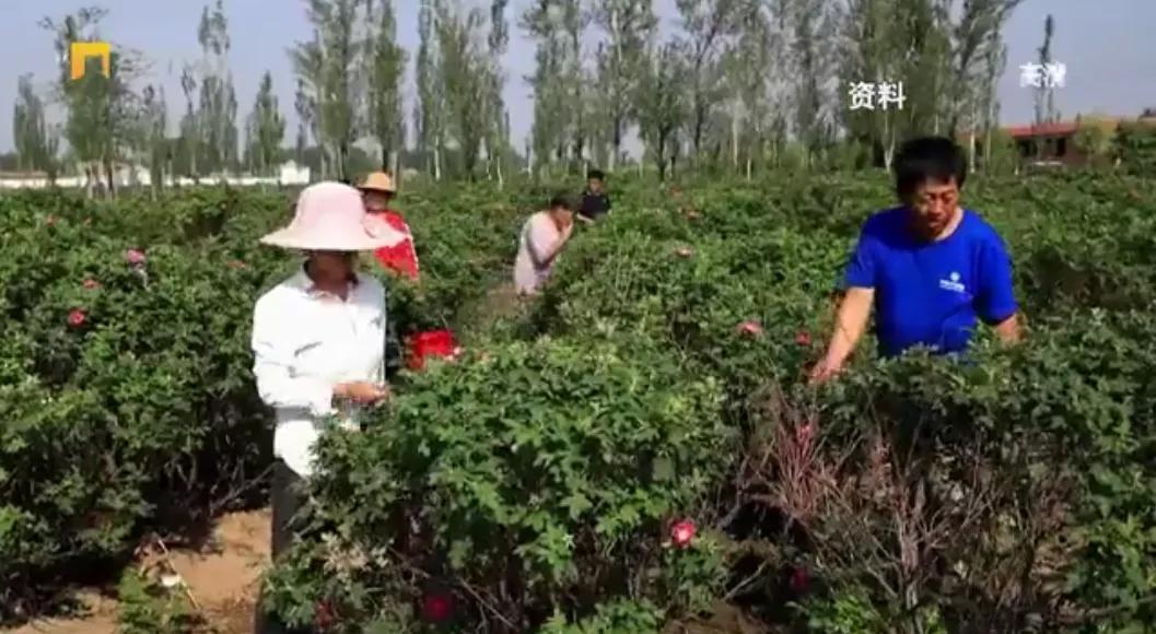 贾庄村委会领导团队全新亮相，未来工作展望与期待